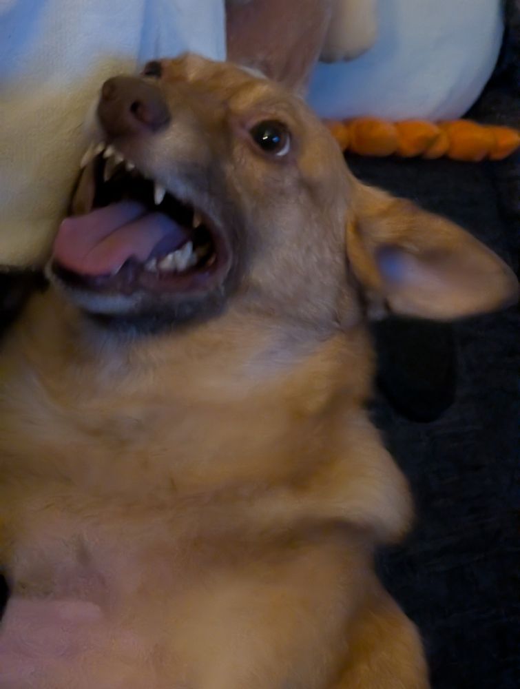 My dog Toby, looking up