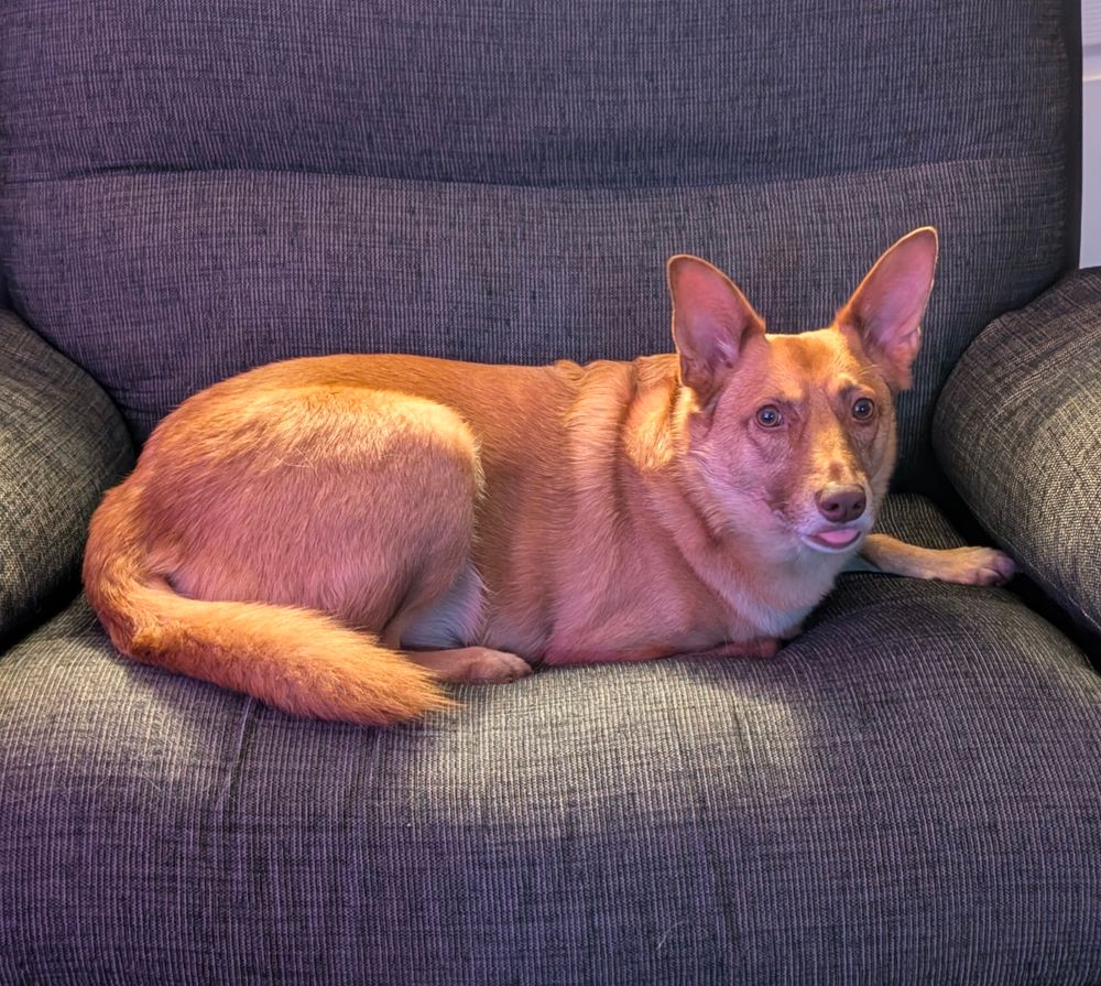 A little dude (my dog) who sits on MY chair - he's sticking his tongue out!