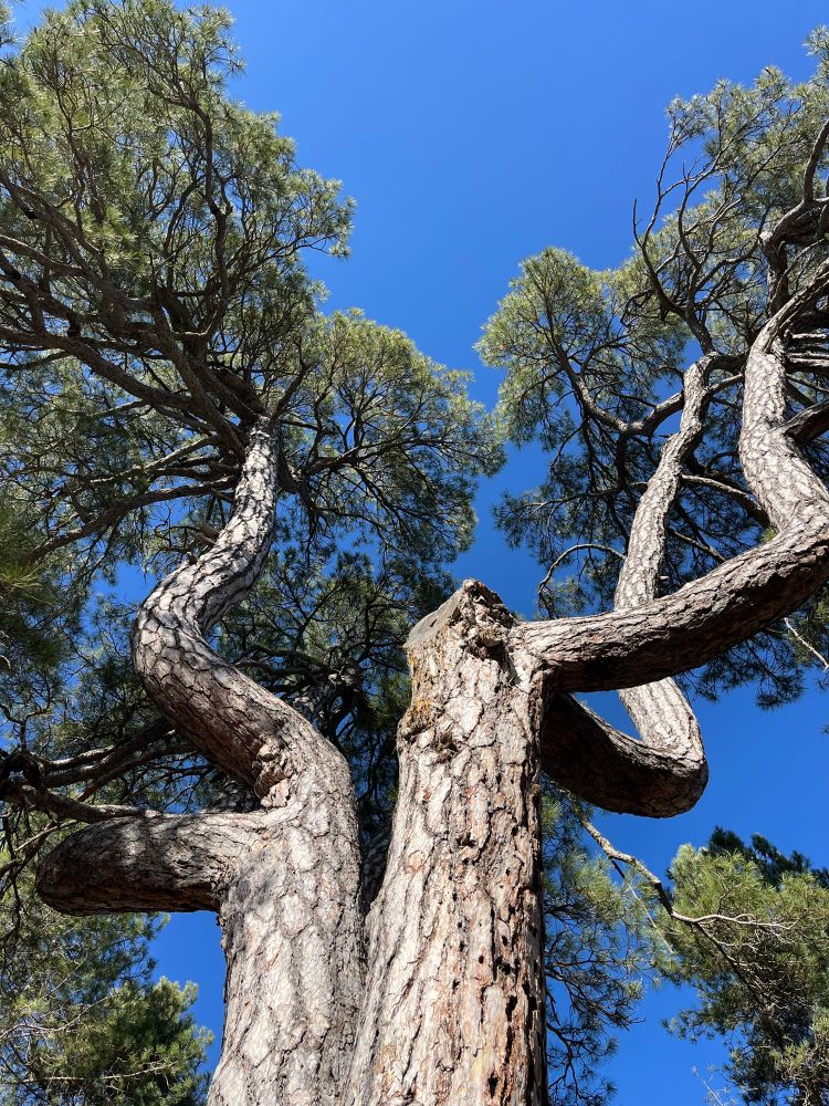 El pino laricio o salgareño es la especie de pino ibérico que más edad puede alcanzar.