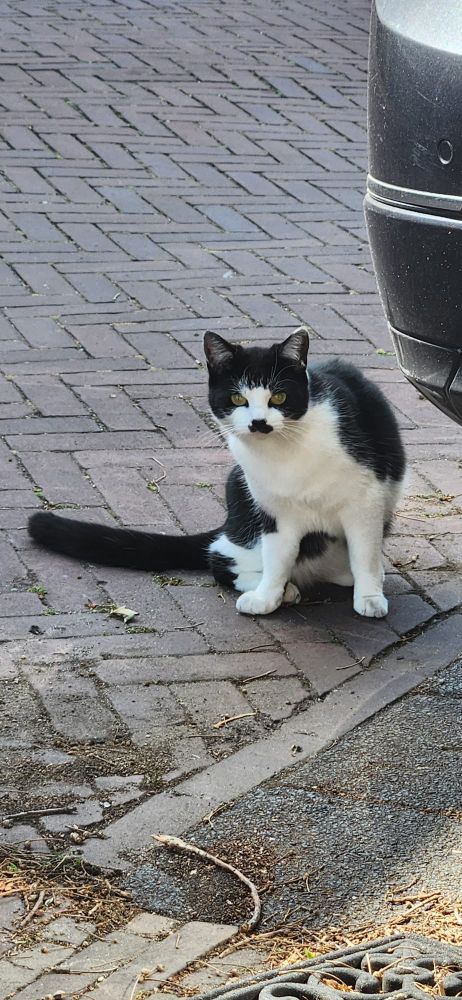 Zwartwitte kat met verkeerd snorretje