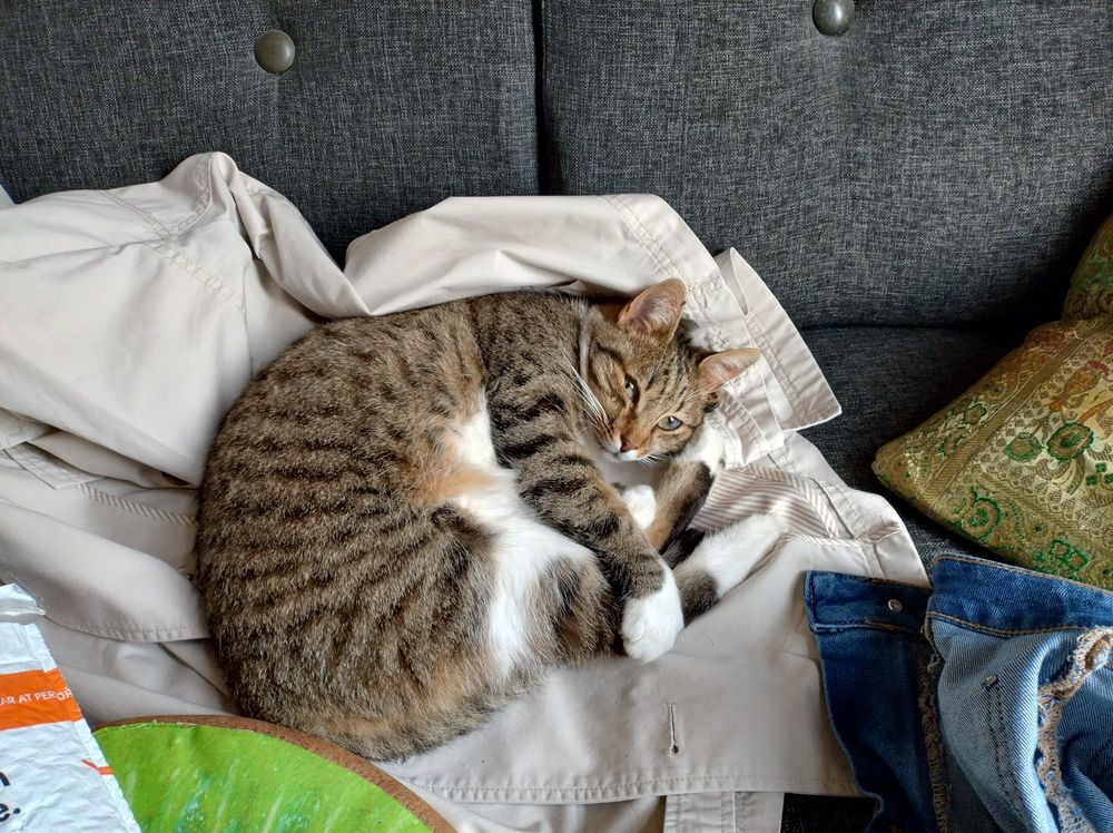 Cypers met witte poes, lekker liggend op een regenjas op de bank. 