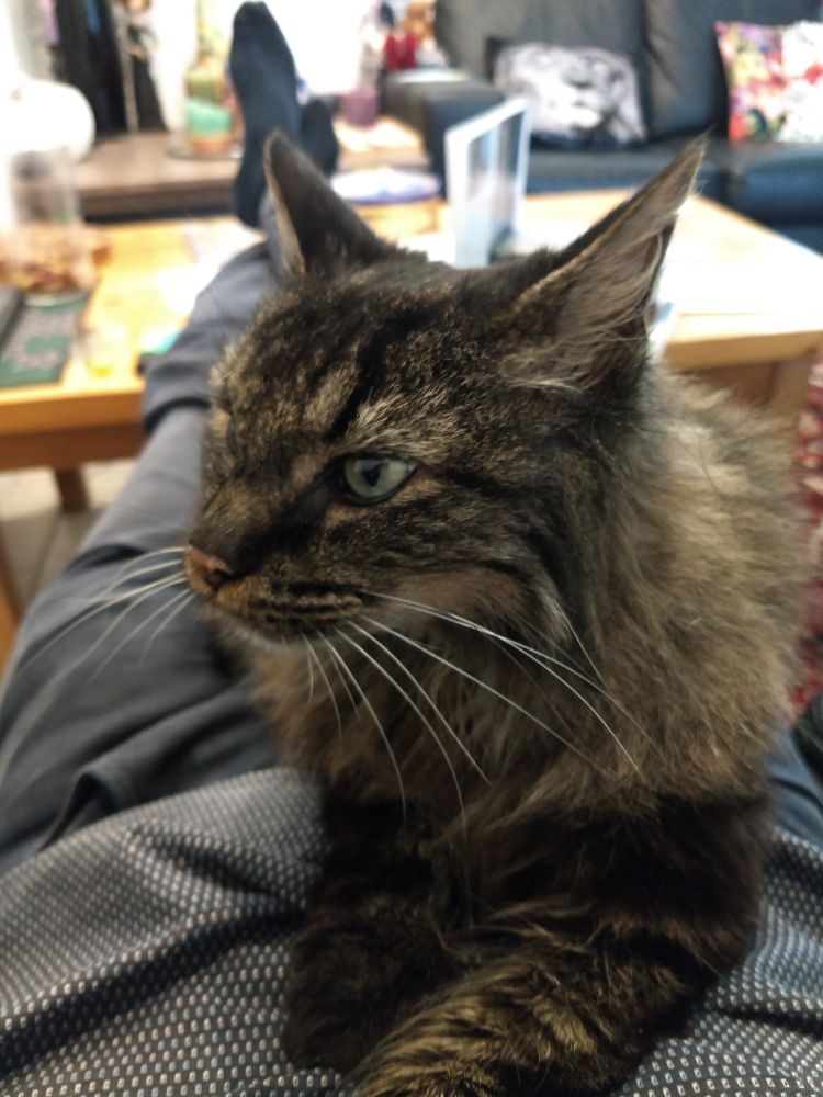 Boskatachtige ex-kater op schoot bij z'n personeel. 