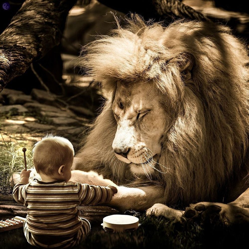 In the lower left corner of the frame is a toddler with short brown hair, in a striped shirt of white and short haircut, beating on a small drum and xylophone, while a lion, head and mane filling the frame, face as large as the child, looks down at the child with a calm expression, the background a mix of bright sun on grass and heavy tree limbs in shadow, illustrating Cats as First Graders.