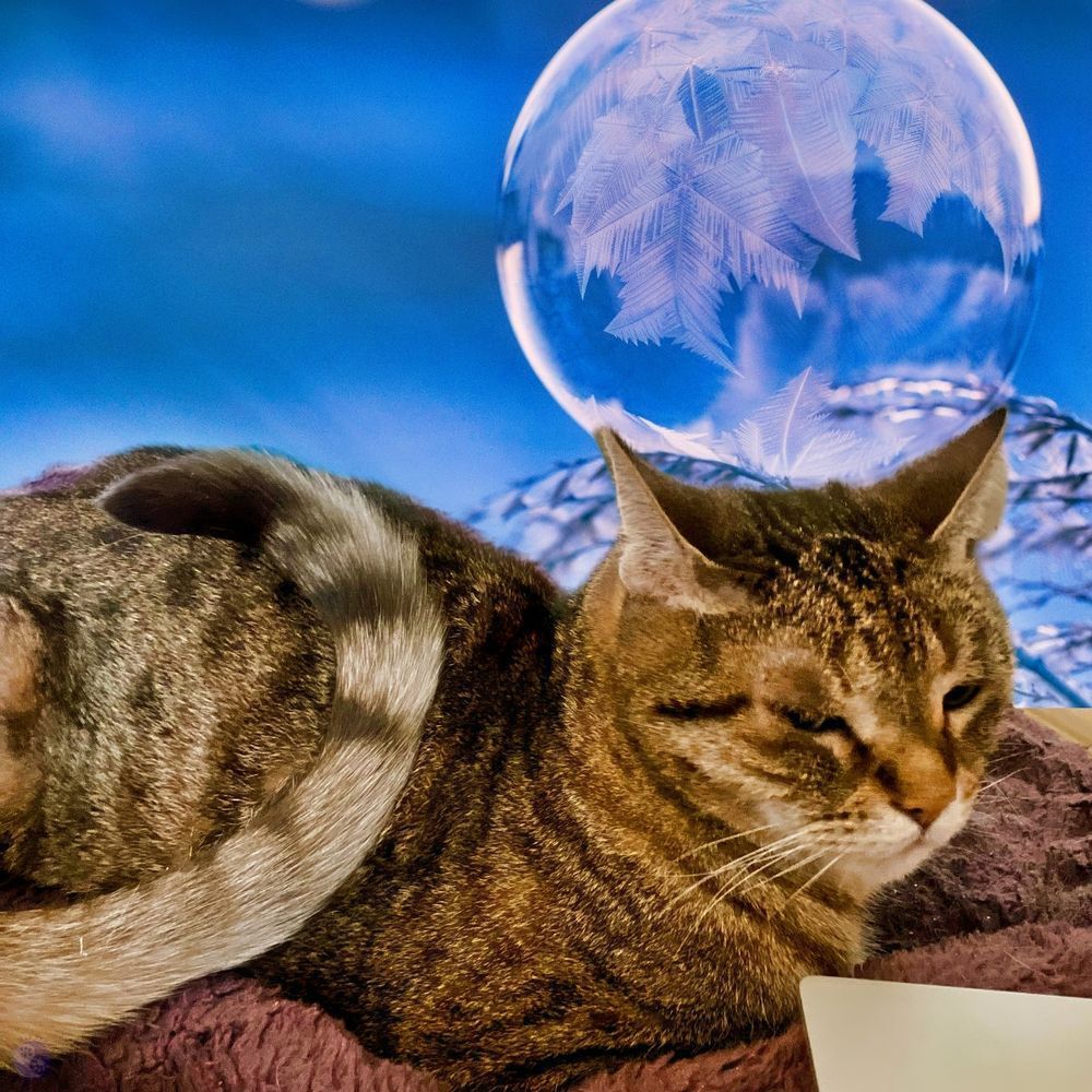 Upon a floating cloud of purple fuzzy comforter, a brown tabby cat is in a loaf shape, his eyes looking at the gray tabby tail that is curled over his side and back, with a dark tip. Above the cat's head is a frosty clear clobe, resting upon a larger one which seems to reflect snowy bare branches, all against a blue sky with traces of filimy white clouds in the distance.