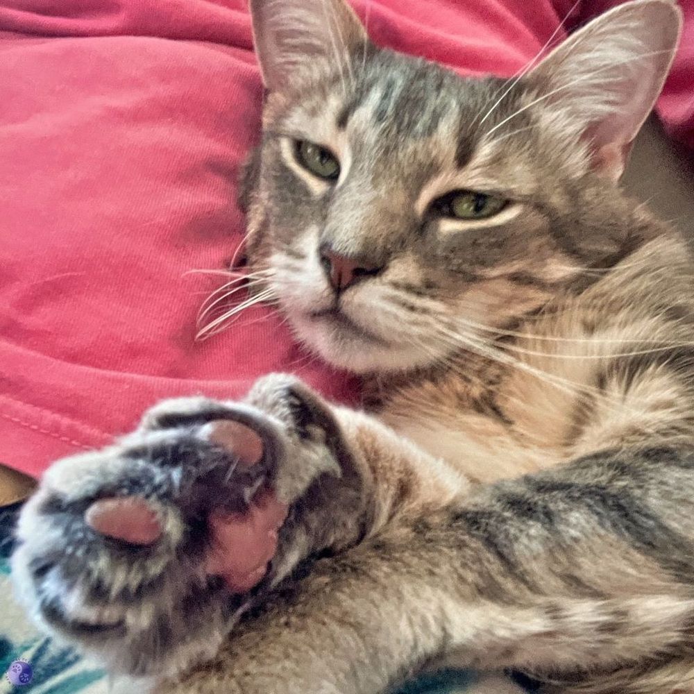Shot in Selfie mode, against a dark pink shirt, a gray tabby cat lounges on his back, with one paw curled towards the camera, showing pink toe beans outlined by dark fur around his toes. All the rest of his paw is cream and caramel fur, while his green eyes are half-closed in relaxation.
