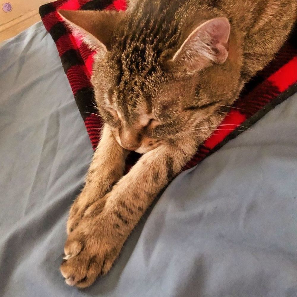 Closeup of a brown tabby cat with vivid dark markings and a scarab instead of an "M" on their forehead, lying diagonally on a small red and black plaid cat blanket, on a blue bed sheet. Their forelegs are held straight out in front of them like Superman flies.