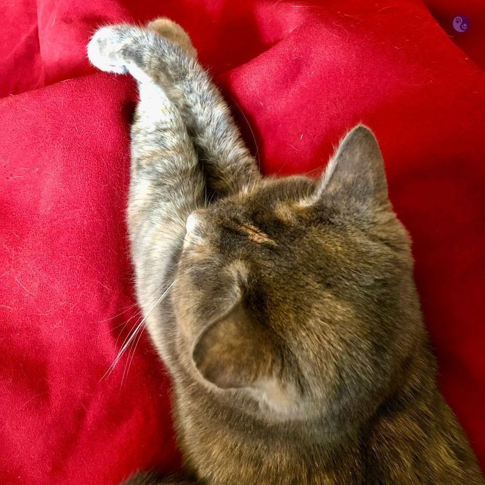 On a field of soft red blanket, the top half of a dilute tortoiseshell cat is relaxed on her belly, with outstretched paws crossed over a particularly large ridge of blanket, to show she is happy with her circumstances.
