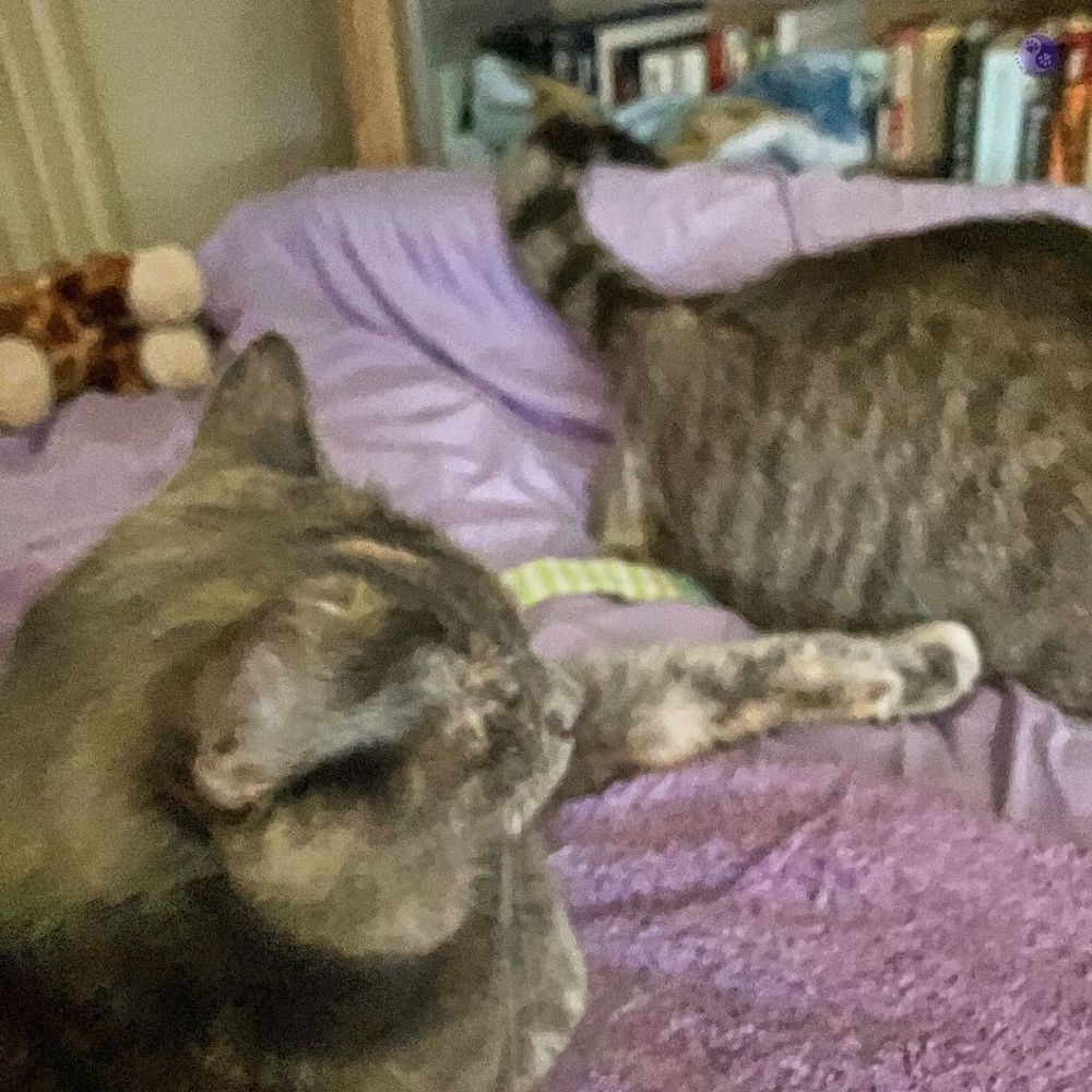 A softly lit and blurry bedspread from early morning light shows two cats on a purple sheet. The gray tabby has only his rear haunches and curved tail visible, while the small dilute tortoiseshell cat has reached with her paw across the gap between them, and placed it on his side to show affection.