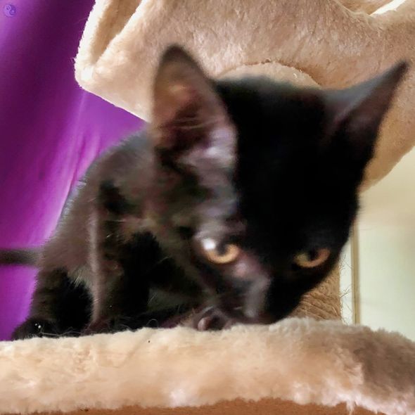 On a cat tree covered in cream plush, a small all black kitten is in perfect focus, except for her head and some of her fur, which is blurred with forward movement. Because, the photographer says, she wants to boop noses and cannot wait, illustrating Morgen Plays Cat Chess With Bud.