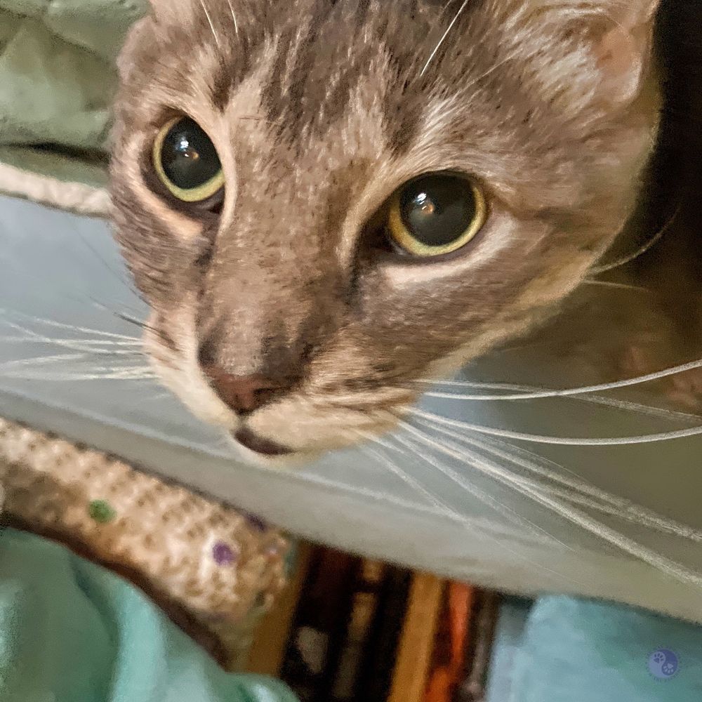 In the photo, the top 2/3 of the frame is dominated by a cat face cropped at the base of the ears but with full muzzle whiskers, with big eyes with large, round, black pupils, staring upward deeply expressive eyes as they ask questions. Below is visible a jumble of blue upholstery and part of a bookcase, illustrating Brain Help for Cats.