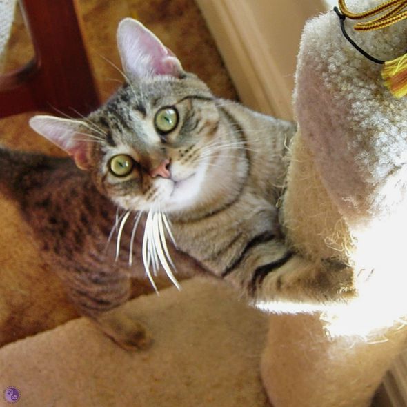 Shot from above, a brown tabby teen cat with intent gooseberry green eyes grips a scratching post while balanced on read legs, staring into the lens, illustrating Cat Exercise Needs.