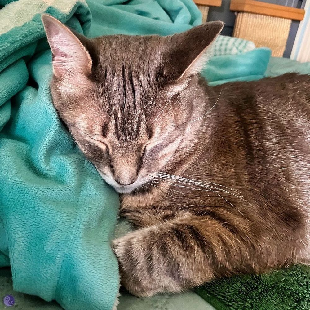 The front half of a lean gray tabby cat with big ears cocked at different angles, his calm sleeping face with distinct markings, and a front paw folded in front of them. He is mostly resting on a turquoise and white throw and part of a deep green towel.