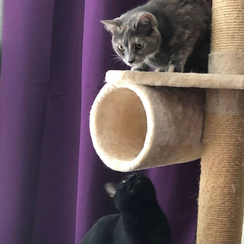 Two kittens are at play on a beige carpeted cat tree, against the backdrop of a purple drape. The one the top shelf is a dilute tortoiseshell kitten with light gray fur and patches of cream and orange. An all black kitten on the lower shelf looks up at her friend.
