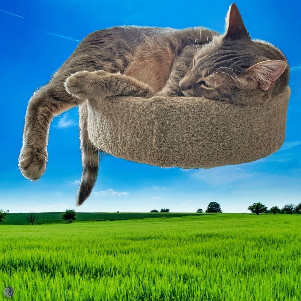 Against a photographic background of green fields dotted here and there with trees, while above there's a tall blue sky with small streaky clouds near the ground, chalky vapor trails up higher. Centered in the sky there's a backlit gray tabby cat, half-asleep in the top of a round cat tree with walls, even though half of his limbs are attempting to spill out, and his large ears already have. Against a photographic background of green fields dotted here and there with trees, while above there's a tall blue sky with small streaky clouds near the ground, chalky vapor trails up higher. Centered in the sky there's a backlit gray tabby cat, half-asleep in the top of a round cat tree with walls, even though half of his limbs are attempting to spill out, and his large ears already have, illustrating The Cat Happy Place.
