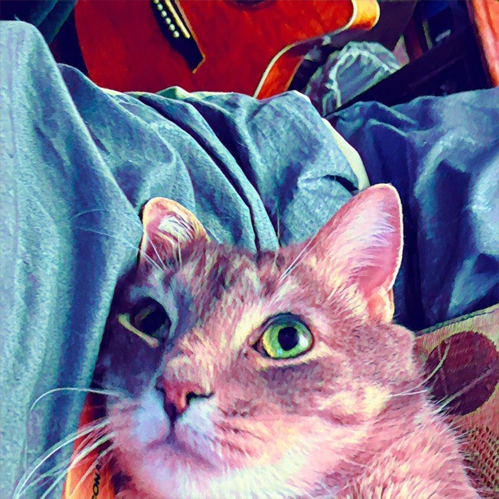 At the top of the frame a guitar seems to loom over the cat face at the bottom, eyes rolled upwards as though they are thinking of music, illustrating Cat Imagination.