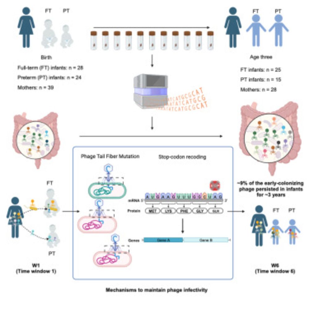 Infant gut DNA bacteriophage strain persistence during the first 3 years of life