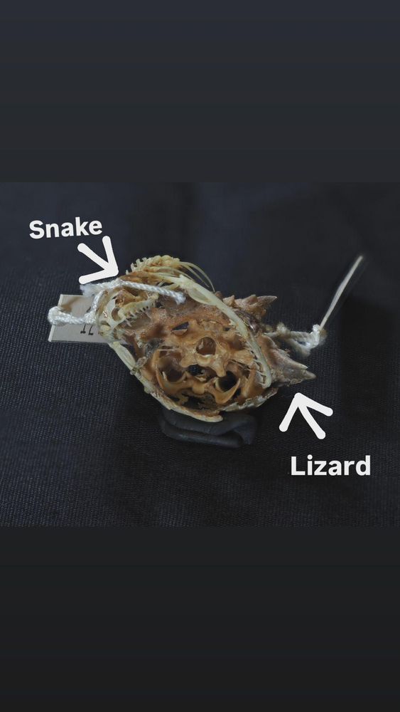 Snake eating a horned lizard