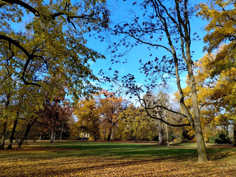 Autumn yellow trees in a park under a blue sky