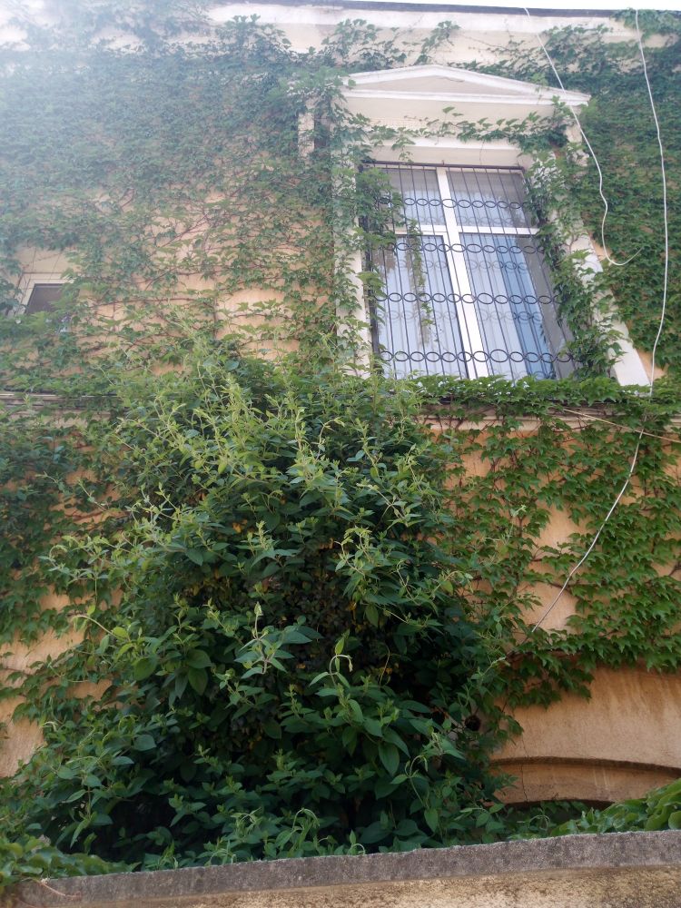 House covered in vegetation
