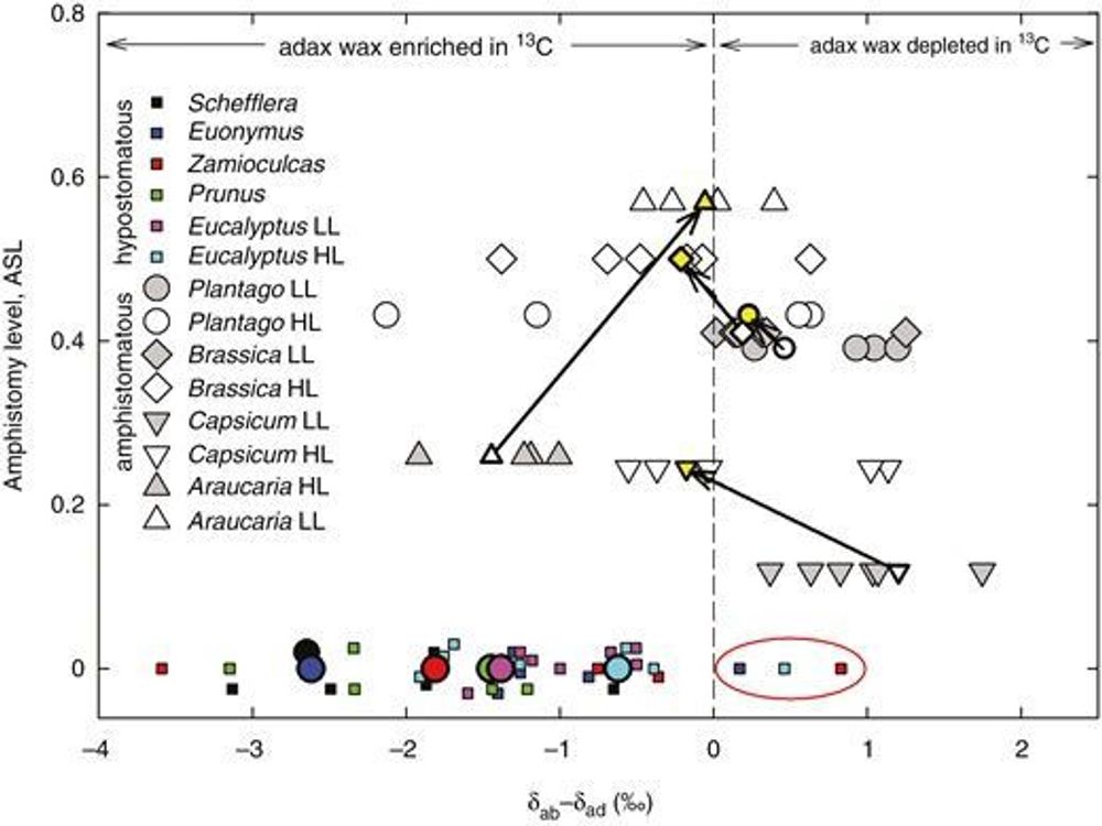 Amphistomy: stomata patterning inferred from 13C content and leaf-side-specific deposition of epicuticular wax