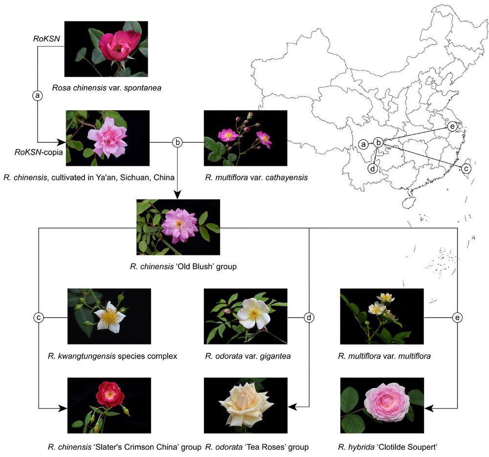 Figure showing an schematic diagram of the hybrid domestication process of Chinese old garden roses. Letters represent retrotransposon insertion (A) and putative hybridization events (B-E)