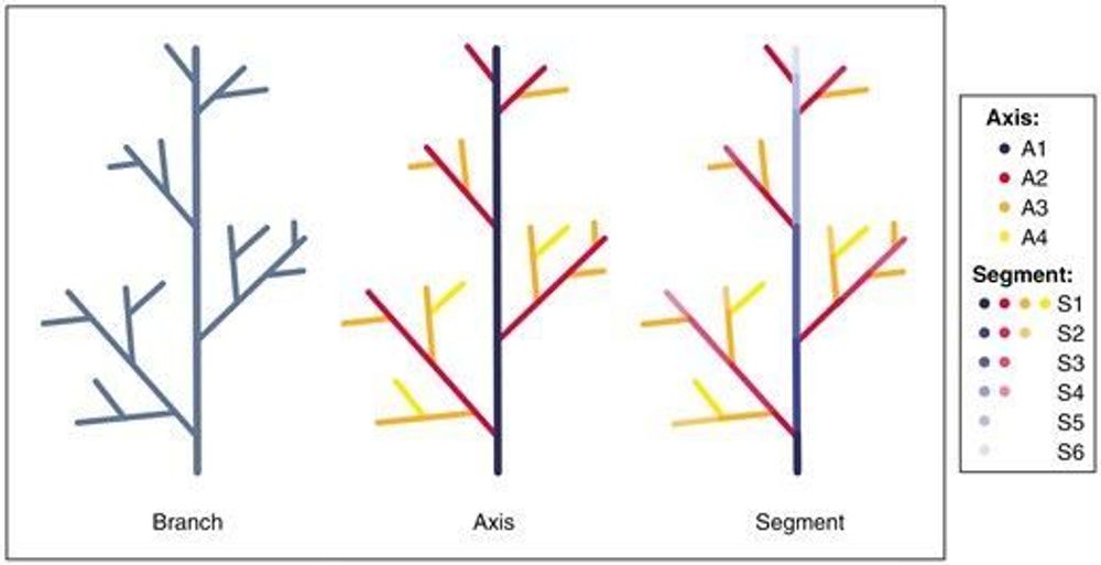 Advancing fine branch biomass estimation with lidar and structural models