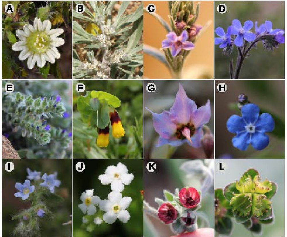 Figure showing morphological diversity in Boraginales. (A) Codonaceae (Codon royenii L.). (B) Wellstediaceae
(Wellstedia cf. dinteri Pilg, Namibia, Ugor via iNaturalist https://www.inaturalist.org/observations/194363877
CC-BY-NC 4.0 https://creativecommons.org/licenses/by-nc/4.0/). (C-N) Boraginaceae. (C) Echiochiloideae
(Echiochilon fruticosum Desf., xx-0-BONN-15043). (D) Boragineae (Anchusa azurea Mill., Greece). (E)
Lithospermeae (Echium arenarium Guss., Greece). (F) Lithospermeae (Cerinthe major L., Greece). (G)
Trichodesmeae (Trichodesma boissieri Post, JO-0-BONN-35154). (H) Omphalodeae (Omphalodes nitida
(Willd.) Hoffmanns. & Link, xx-0-BONN-14659). (I) Rochelieae, Eritrichiinae (Lappula consanguinea (Fisch.
& C.A.Mey.) Gürke., xx-0-BONN-39580). (J) Myosotideae (Trigonotis formosana Hayata, xx-0-BONN 29917). (K) Cynoglossinae (Cynoglossum creticum Mill., Greece). (L) Cynoglossinae (Lindelofia longiflora
(DC.) Baill. xx-0-BONN-27824).