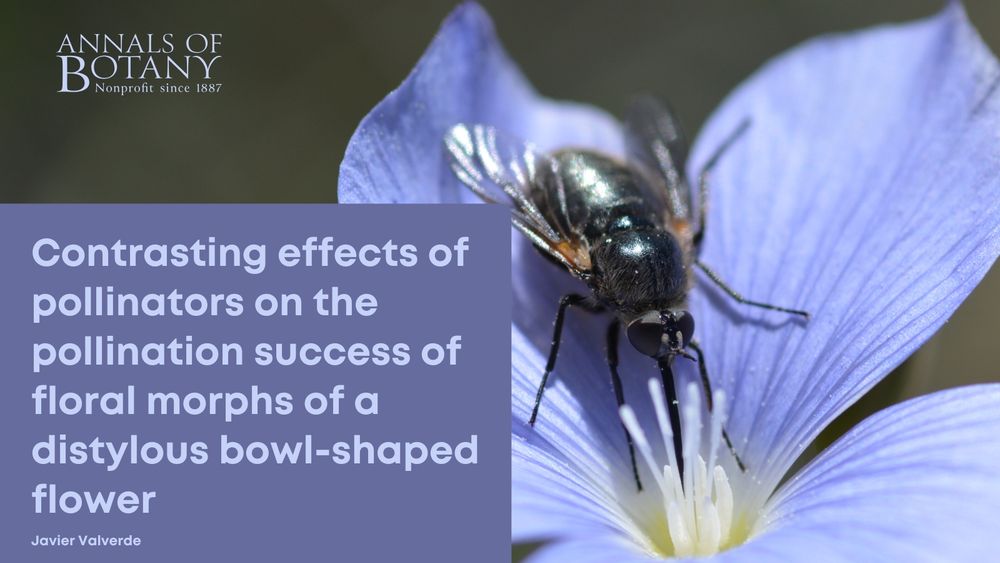 Contrasting effects of pollinators on the pollination success of floral morphs of a distylous bowl-shaped flower
