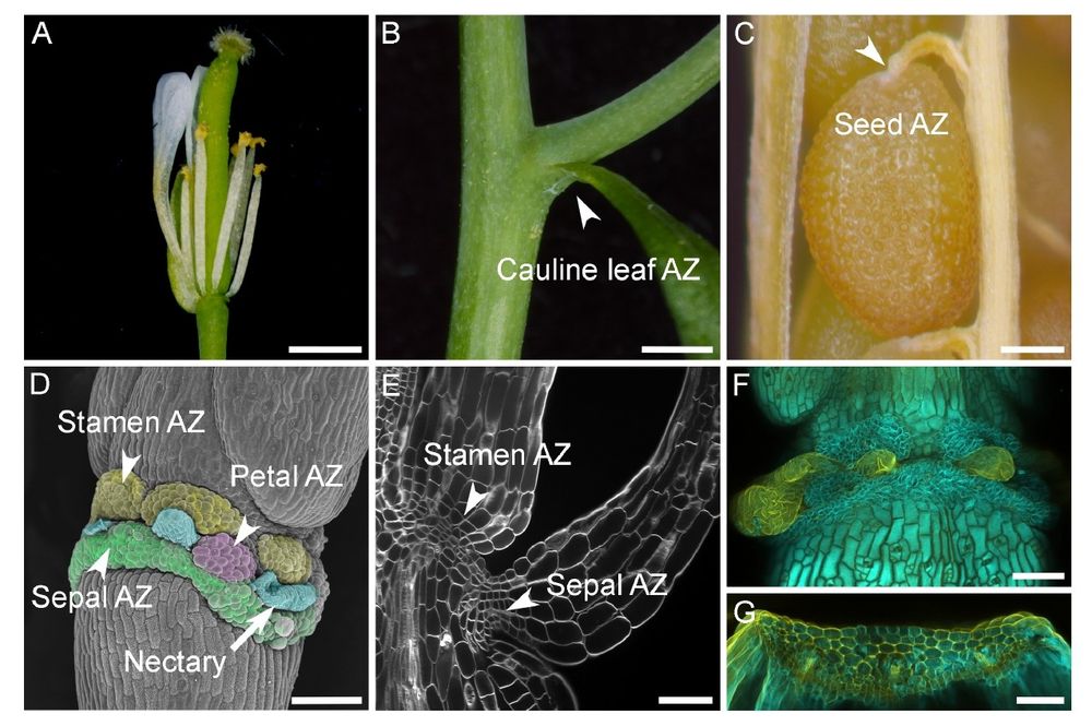 Figure with six panels showing where and how Arabidopsis plants shed their organs. (A) A flower with zones where petals, sepals, and stamens will detach. (B) A leaf with a marked separation point. (C) A tiny zone where seeds detach. (D) A close-up view of the flower’s base, highlighting key abscission sites. (E) A detailed look at the cells involved in petal and stamen detachment. (F) How the plant’s structure appears after floral parts fall off. (G) A special reinforcement in sepals, stained to reveal lignin, a key structural component.