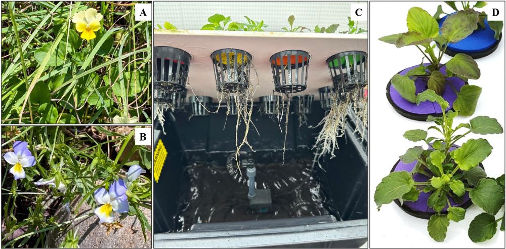 Viola species in their natural habitat and hydroponics. (A) V. arsenica at Allchar site; (B) V. tricolor subsp. macedonica at Allchar site; (C) hydroponic set-up; (D) V. arsenica (top), V. tricolor subsp. macedonica (bottom) in hydroponics.