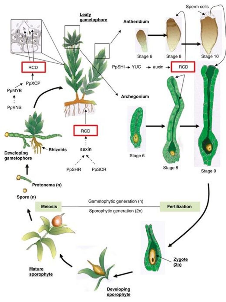 Cell death in bryophytes: emerging models to study core regulatory modules and conserved pathways