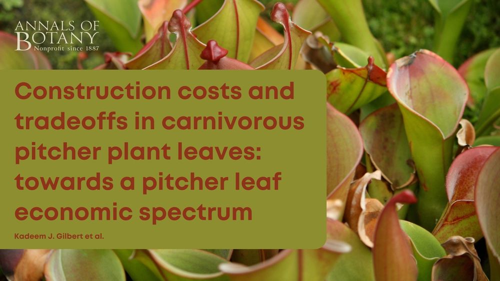 Construction costs and tradeoffs in carnivorous pitcher plant leaves: towards a pitcher leaf economic spectrum