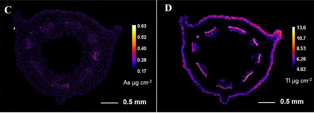 Figure with two panels showing how arsenic and thallium are distributed in cross-sections of the stem of Viola arsenica. The images were captured at very high resolution (6 micrometers per step) with detailed scanning. Each image includes a scale bar and a color key showing the concentration levels of each element.