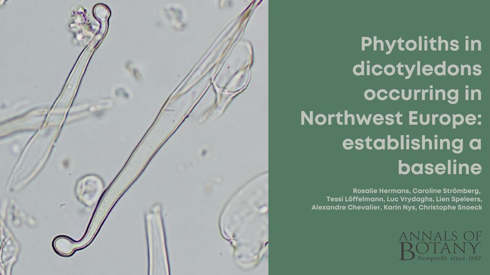 Next time you feel the sharp sting of a nettle (Urtica), think of its fascinating stinging microhairs - here around 150–200 µm in length - with irritating chemicals stored in their bulbous heads. 
The study study investigates plant silica bodies (phytoliths), including these microhairs and other morphotypes, of extant dicotyledons prevalent in North-Western Europe, establishing a baseline for botanical, archaeobotanical, and palaeoecological research.