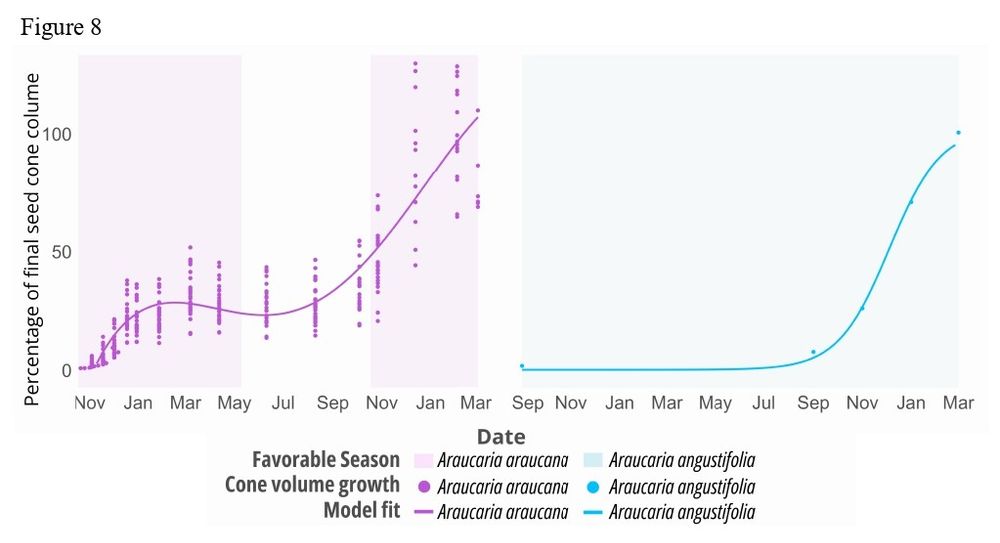 Figure showing how seed cones grow in Araucaria araucana and Araucaria angustifolia.
Each point on the graph shows the size of the seed cones at different moments, expressed as a percentage of their final size. For A. araucana, cone size was measured directly, while for A. angustifolia the information came from published studies.

The lines show the growth patterns that best describe how cone size changes over time for each species. A. araucana follows a curve that reflects irregular but steady growth, while A. angustifolia shows a smoother, S-shaped growth pattern.

The shaded area on the graph marks the time of year when climate conditions are most favourable for cone growth in each species.