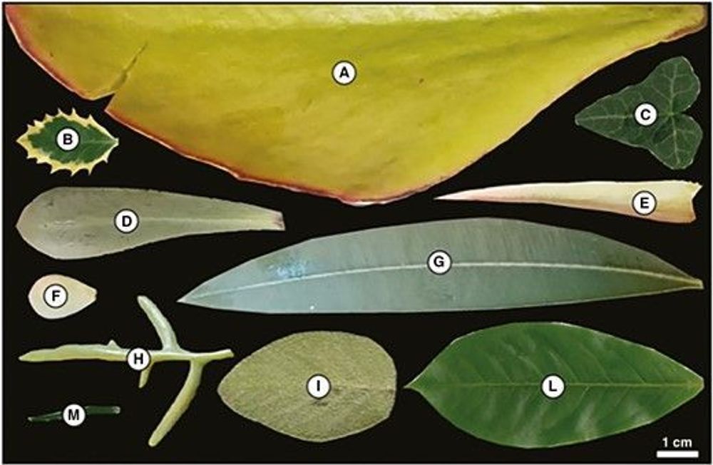 Divergent structural leaf trait spectra in succulent versus non-succulent plant taxa