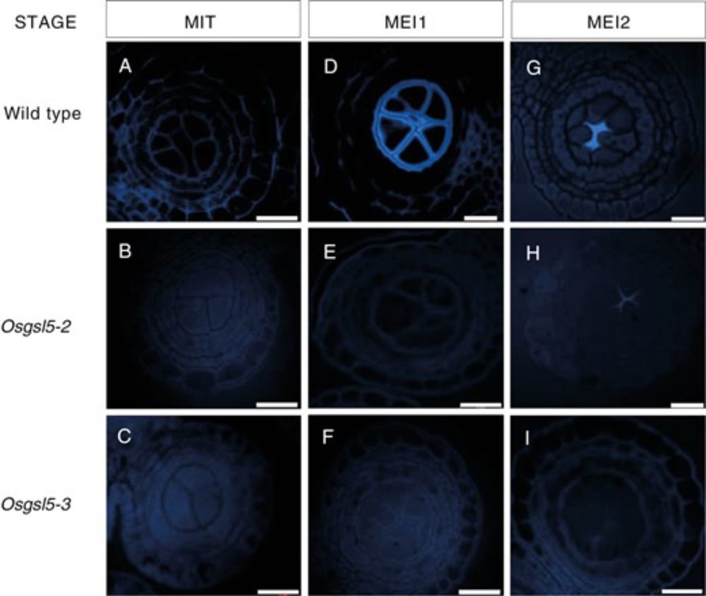 Callose deficiency modulates plasmodesmata frequency and extracellular distance in rice pollen mother and tapetal cells