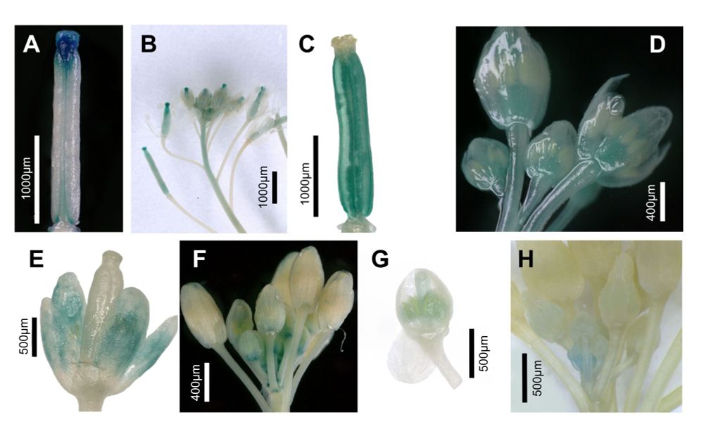 Figure with 8 panels showing GUS reporter expression in the Arabidopsis gynoecium using promoters of SPT
orthologs from various angiosperms and gymnosperms. A.-B. Ath_pSPT from A. thaliana
(positive control). C.-D. Pax_pSPT from Petunia axillaris, E.-F. Pta_pSPT from Pinus taeda, G.
Nca_pSPT 1401-bp fragment from Nymphaea caerulea, H. Nca_pSPT 6277-bp fragment from
Nymphaea cerulea.