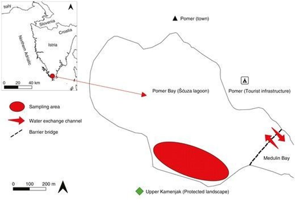 Effects of extreme temperatures and recovery potential of Gongolaria barbata from a coastal lagoon in the northern Adriatic Sea: an ex situ approach