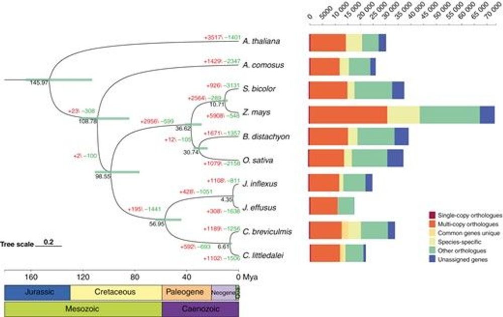 The genome assembly of Carex breviculmis provides evidence for its phylogenetic localization and environmental adaptation