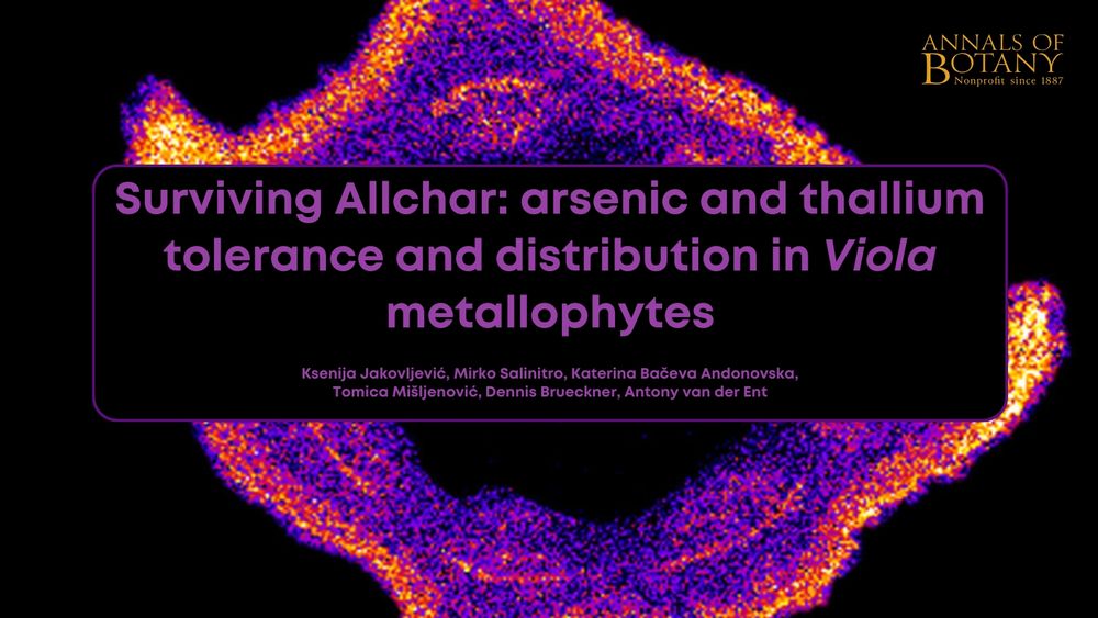 Surviving Allchar: arsenic and thallium tolerance and distribution in Viola metallophytes