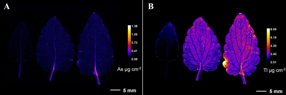 Figure with two panels showing how arsenic and thallium are distributed in the leaves of Viola tricolor subsp. macedonica. The images were taken at very high resolution (25 micrometers). Each image includes a scale bar and a color key indicating the concentration of each element.