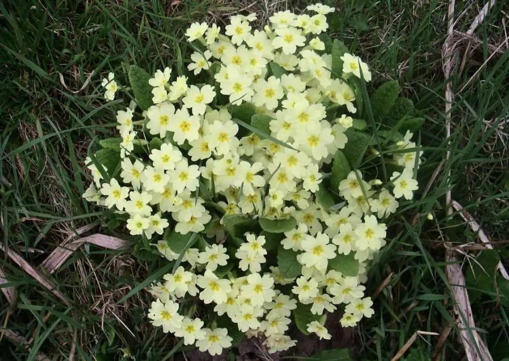 Primula vulgaris. Photo: Van Rossum.