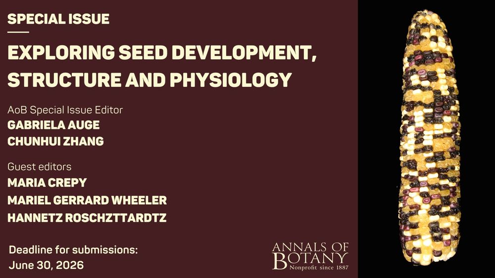 Flyer announcing the Annals of Botany Special Issue titled 'Exploring Seed Development, Structure and Physiology,' with editors Gabriela Auge, Chunhui Zhang, Maria Crepy, Mariel Gerrard Wheeler, and Hannetz Roschzttardt. Submission deadline: June 30, 2026. The right side features a multicolored maize cob against a black background.