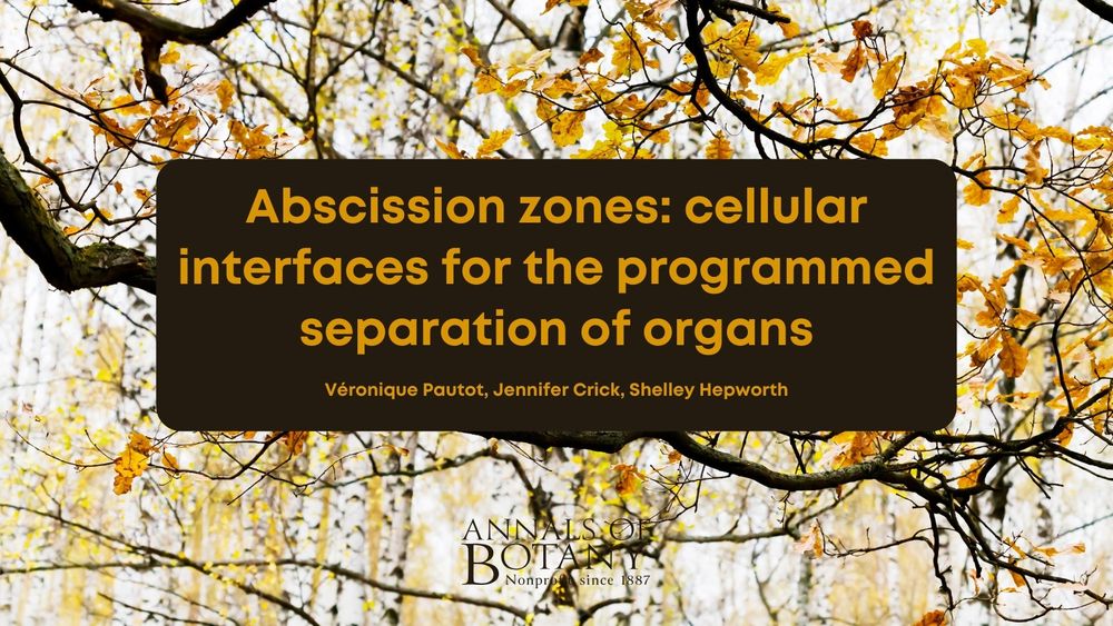 Abscission zones: cellular interfaces for the programmed separation of organs