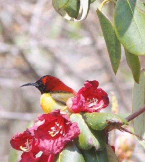 Male fire-tailed sunbird and R. thomsonii.