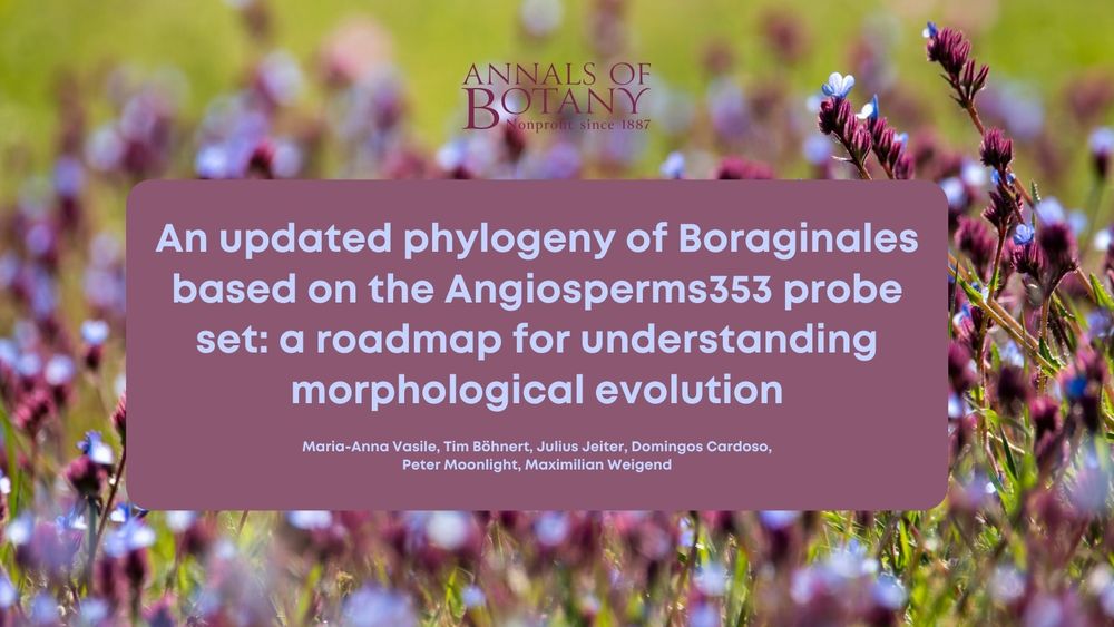 An updated phylogeny of Boraginales based on the Angiosperms353 probe set: a roadmap for understanding morphological evolution