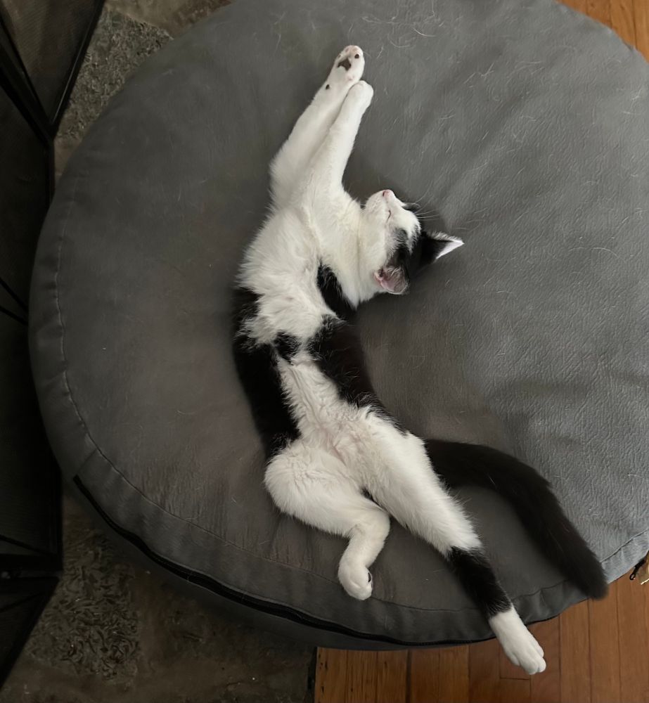 Black and white cat stretched out, belly up, in fluid position on a grey dog bed. 