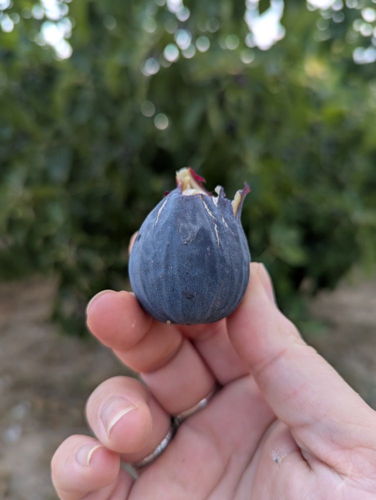 Sostengo en mi mano un pequeño higo. Estoy frente a la higuera, que aparece al fondo