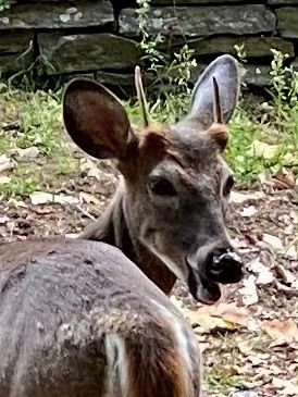 A young buck with single spike antlers looking back over his shoulder with his mouth open